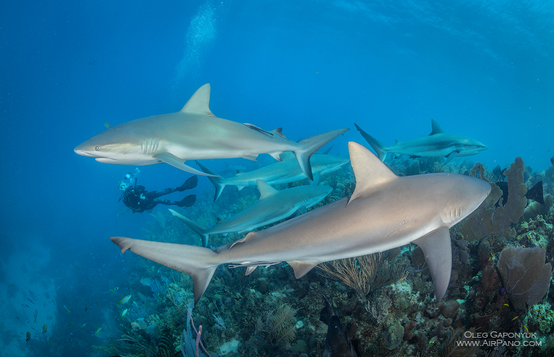 Sharks. Gardens of the Queen, Cuba