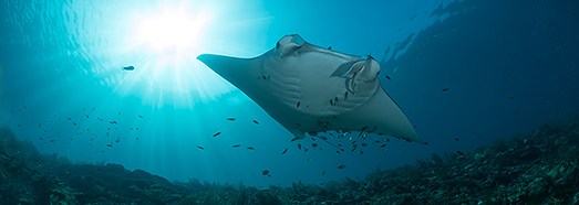 Diving with Manta Rays, Raja Ampat, Indonesia