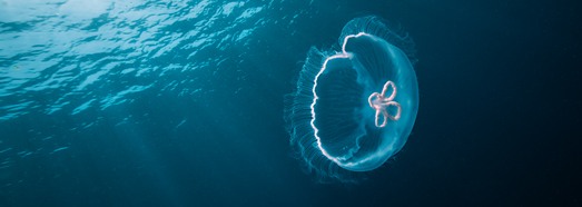 Diving with jellyfish
