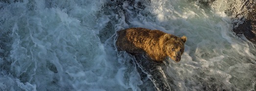 Bears of Kamchatka. Kambalnaya River