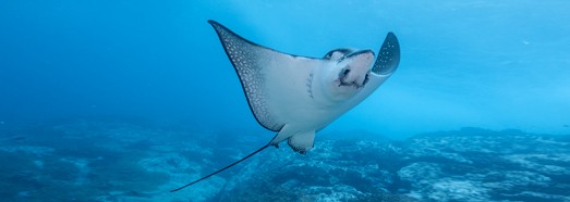 Diving with turtle, stingray and jellyfish