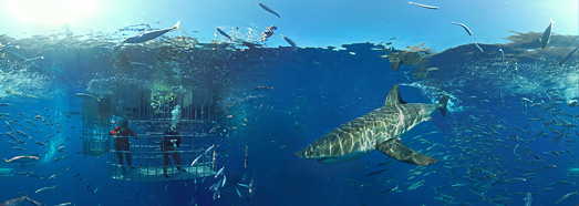 Diving with great white shark