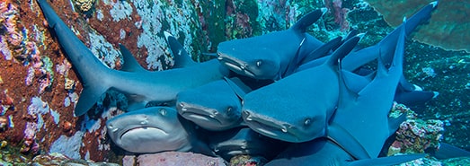 Alimatha, Maldives, diving with Nurse Sharks