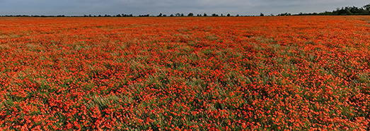 Poppy Fields. VR Relaxation is 16K