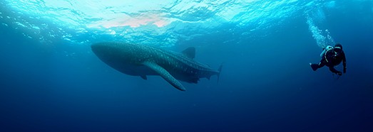 Diving with Whale Shark