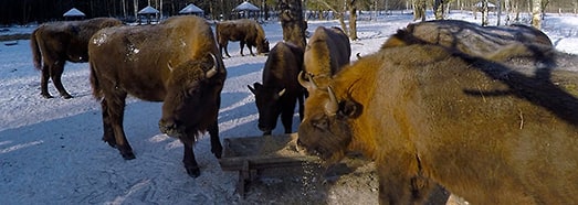 European Bison, Bryansk Forest Nature Reserve