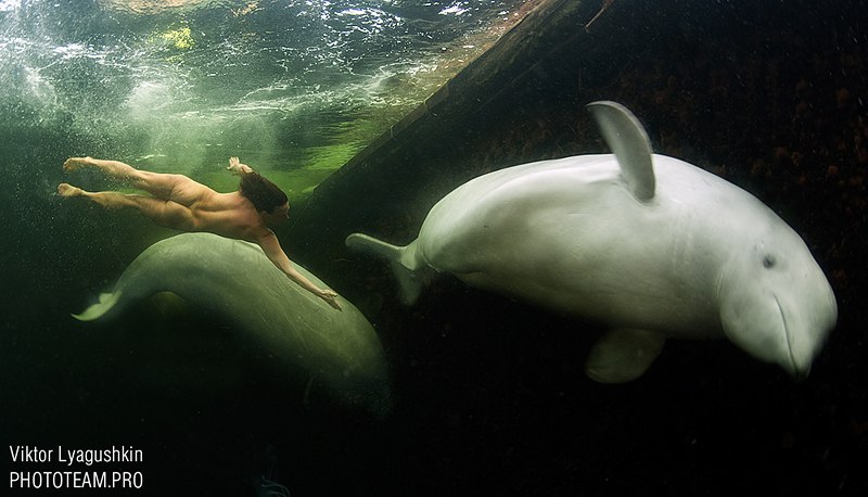 Diving with belugas