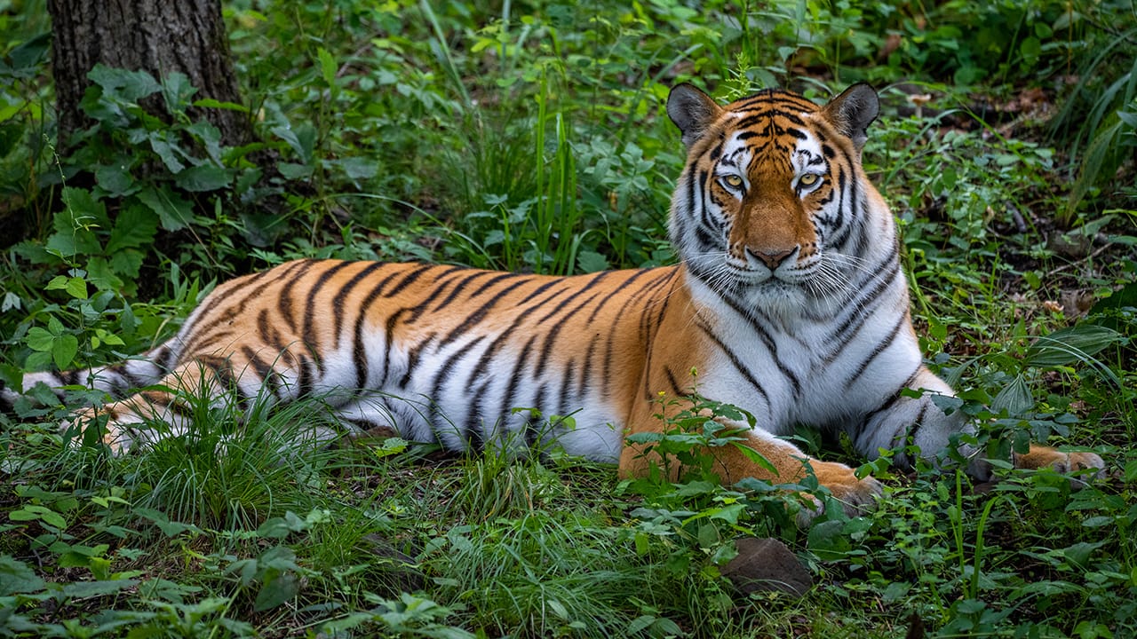 Forest Animal Park Forest Animal Park