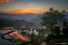 Rice Terraces