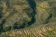 Rice Terraces