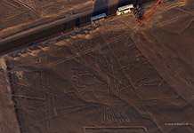 Nazca Lines. The Tree #1