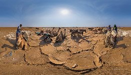 Camels and donkeys. loading of salt