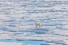 Polar bear at the North Pole