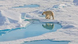 Polar bear #7 Polar bear #7