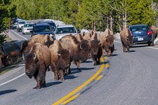 Yellowstone National Park #12