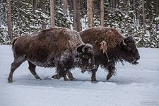 Yellowstone National Park #20