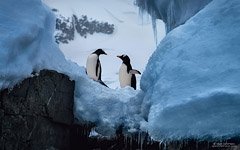 Penguins among the ice of Antarctica