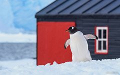 Penguin at the Port Lockroy Penguin at the Port Lockroy