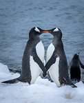 Penguins in love Penguins in love