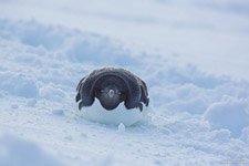 Penguin in the snow