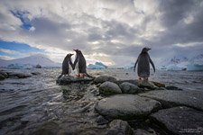 Penguins in Antarctica #2 Penguins in Antarctica #2