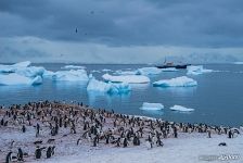 Penguins in Antarctica Penguins in Antarctica