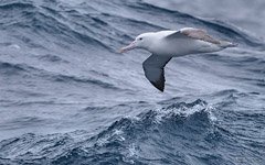 Albatross and Southern Ocean