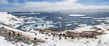 Large colony of penguins Large colony of penguins