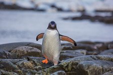 Penguins in Antarctica #19