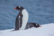 Penguins in Antarctica #25