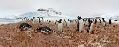Penguins in Antarctica #55