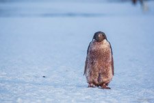 Grimy penguin