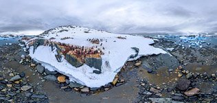 Penguins in Antarctica #51