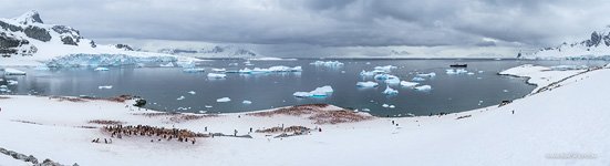 Penguins in Antarctica #52