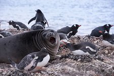 Penguins in Antarctica #44