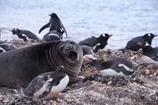 Penguins in Antarctica #44 Penguins in Antarctica #44