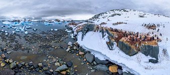 Penguins in Antarctica #50 Penguins in Antarctica #50