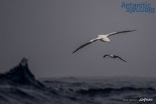 Birds of Antarctica