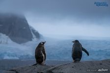 Penguins in Antarctica Penguins in Antarctica