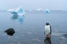 Penguins in Antarctica #47