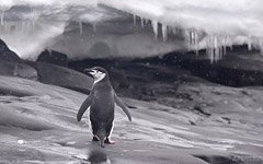 Chinstrap penguin and snowfall Chinstrap penguin and snowfall