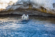 Penguins in Antarctica #29