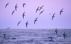 A flock of birds in the sky over Antarctica