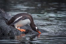 Penguins in Antarctica #13 Penguins in Antarctica #13