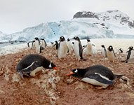Penguins in Antarctica #53