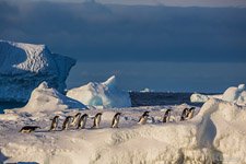 Penguins in Antarctica #30