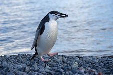 Penguins in Antarctica #48