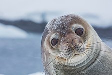 Seal #3