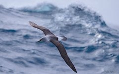 Albatross above the Southern Ocean