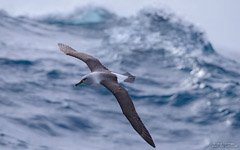 Albatross above the Southern Ocean Albatross above the Southern Ocean